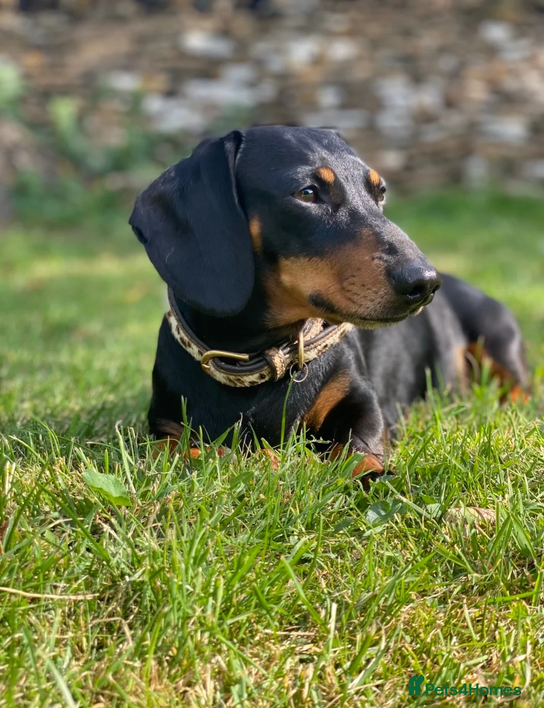 Miniature Dachshund dogs for stud: Health tested and proven miniature dachshund stud  in Malmesbury - Advert 1