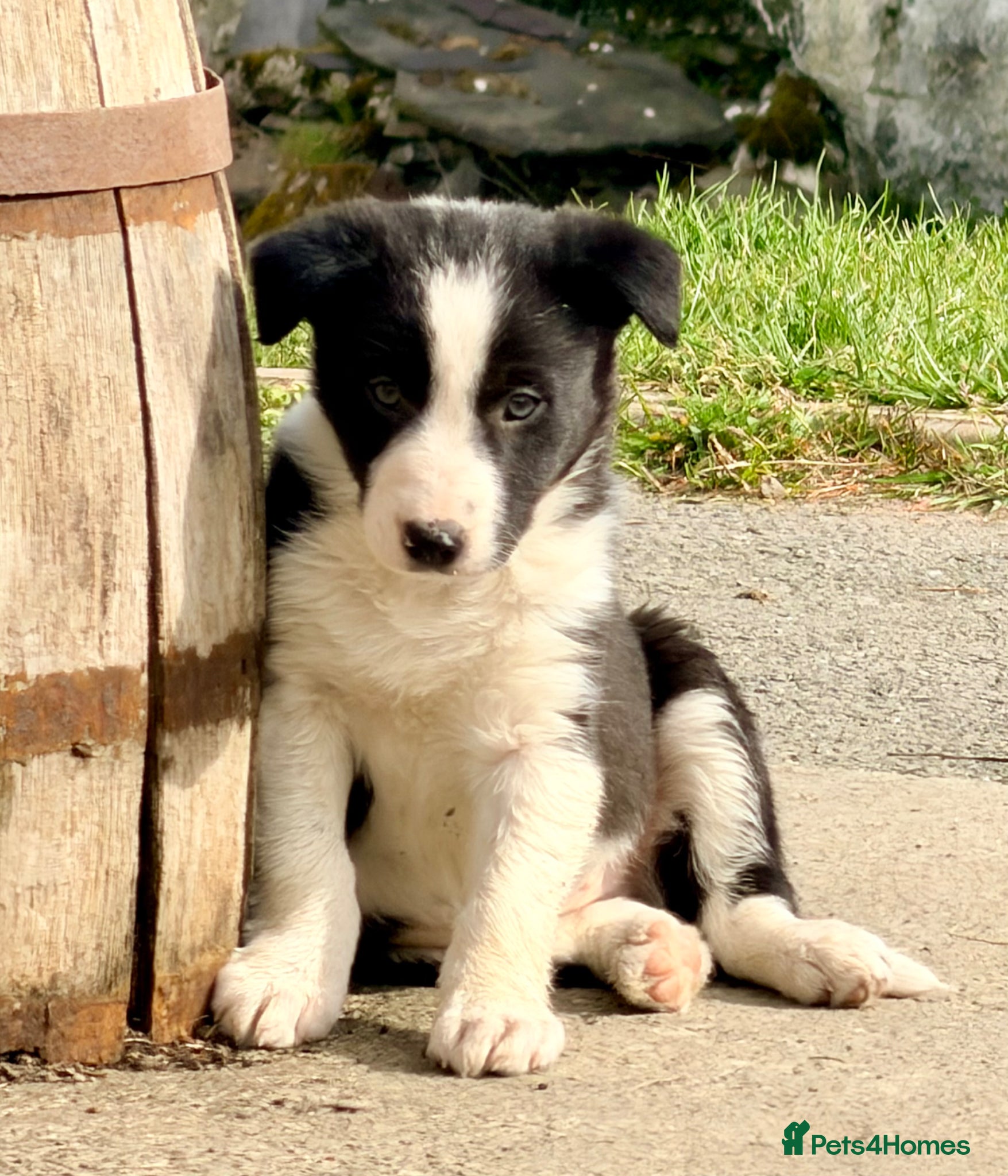Border Collie dogs Beautiful Border Collie puppies - Advert 1