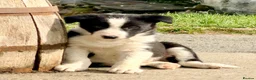 Border Collie dogs for sale: Beautiful Border Collie puppies - Advert 1