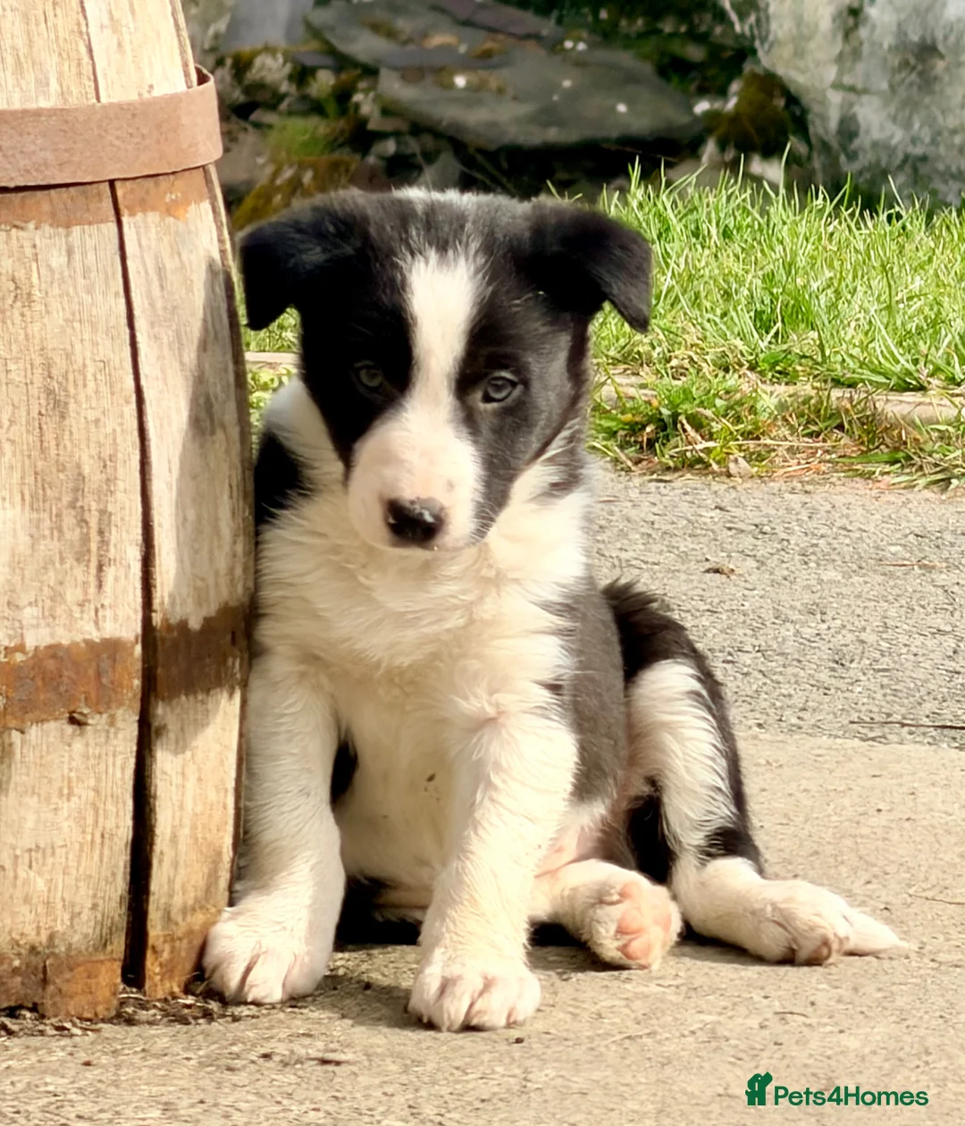 Border Collie dogs for sale: Beautiful Border Collie puppies - Advert 1