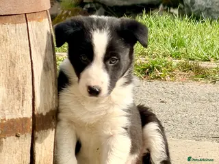 Border Collie dogs Beautiful Border Collie puppies - Advert 2