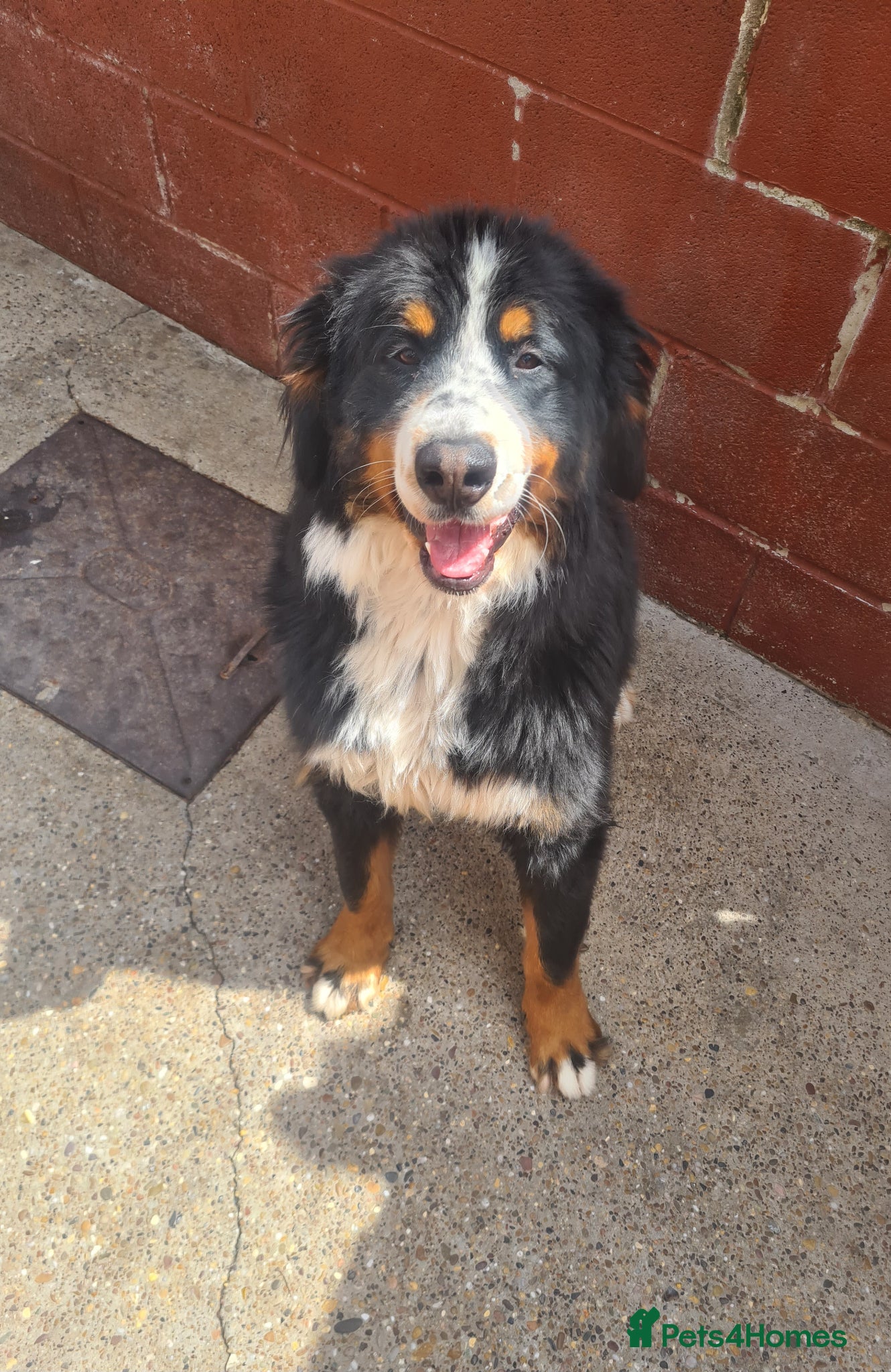 Bernese Mountain Dog dogs Bernese Mountain Dog  - Advert 18