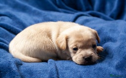 Mixed Breed dogs for sale: 🐶 Adorable F1 Frenchie x Cavapoo Pups 🐾 - Image 2