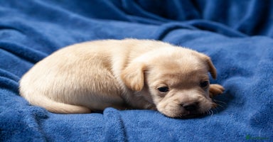 Mixed Breed dogs - Advert 15