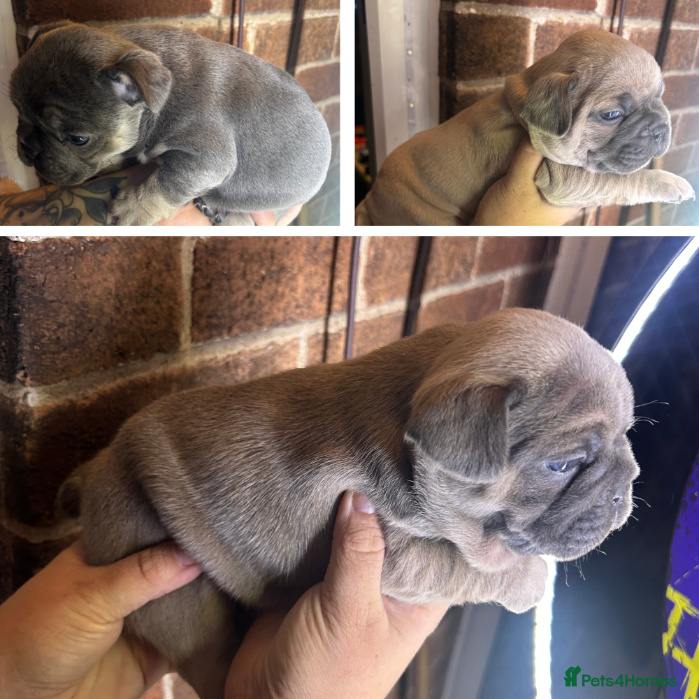 French Bulldog dogs 3 x Stunning French Bulldog Puppies  - Advert 4