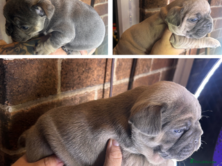 French Bulldog dogs Stunning French Bulldog Puppies - Advert 11