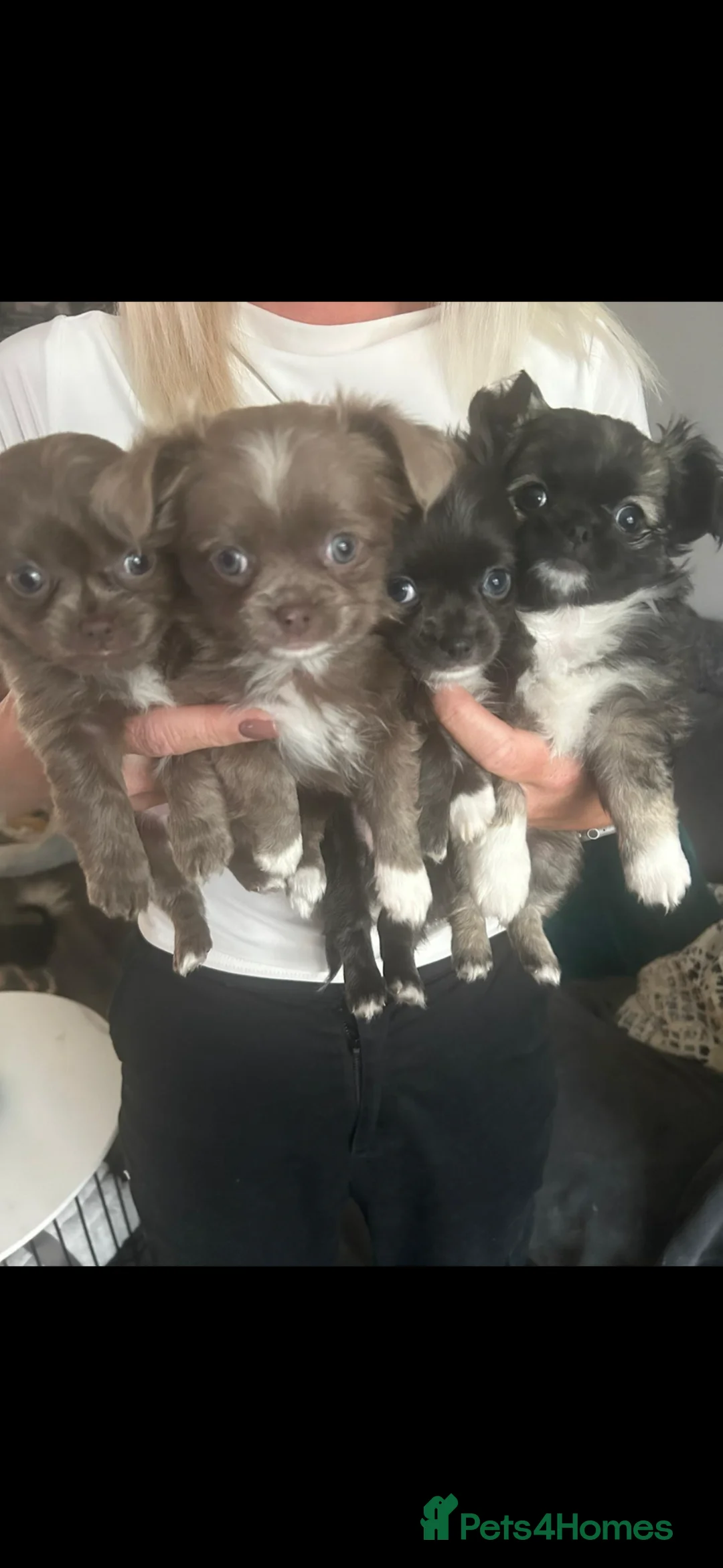 Chihuahua dogs for sale: Stunning chihuahua puppies in Walsall - Advert 1