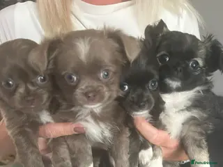 Chihuahua dogs Stunning chihuahua puppies - Advert 10