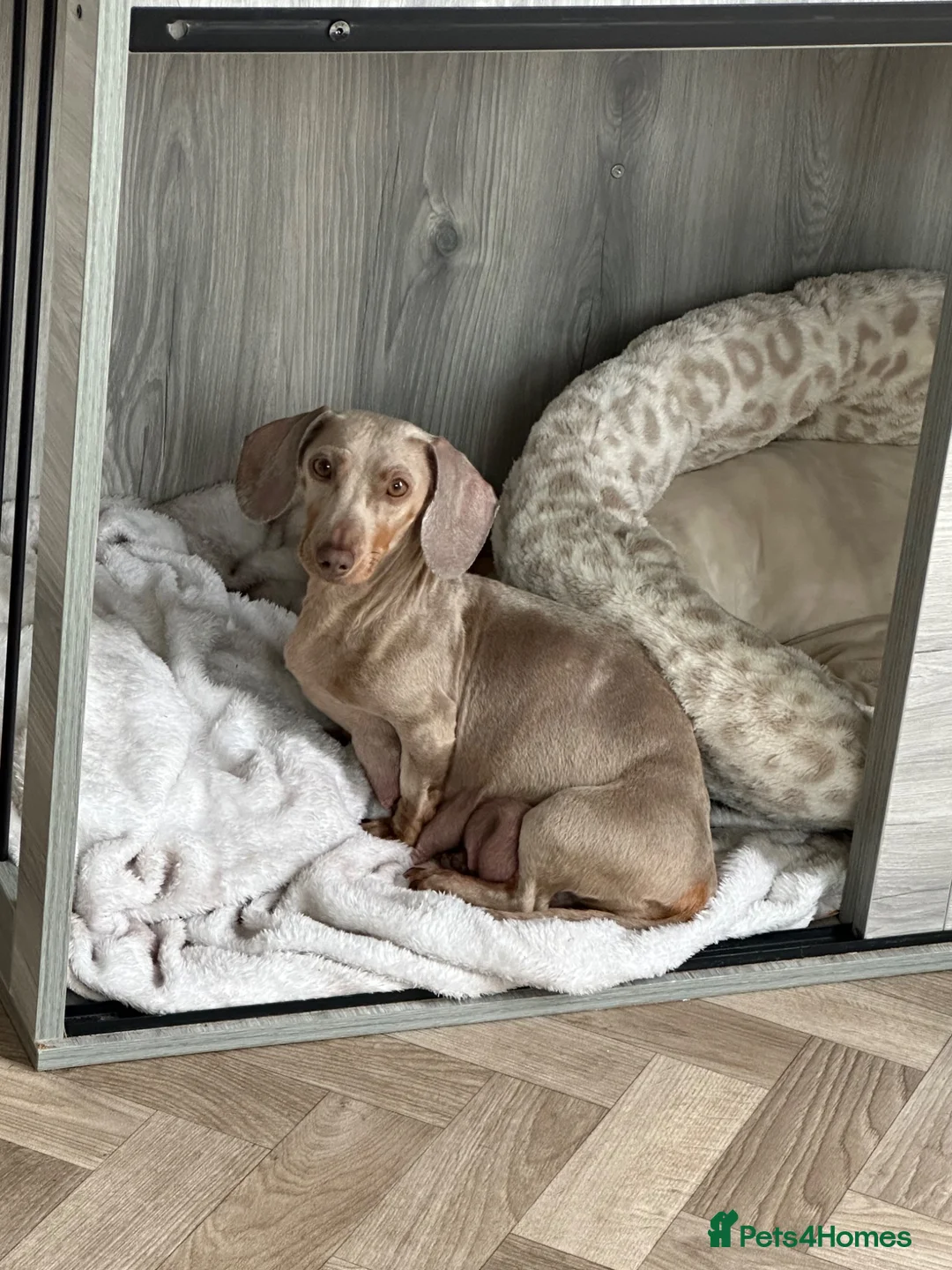 Miniature Dachshund dogs for sale: Miniature Black and Tan dachshunds  in Glenrothes - Advert 1