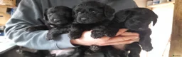 Mixed Breed dogs for sale: Stunning Huntadoodles - Ready this Bank Holiday  - Advert 11