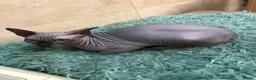 Sphynx cats for sale: Loving 3yo Sphynx Cats Hugo & Gizmo For Sale  - Advert 4