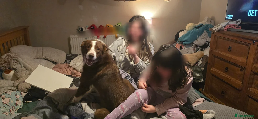 Border Collie dogs for sale: Fenn - Male border Collie  - Advert 1