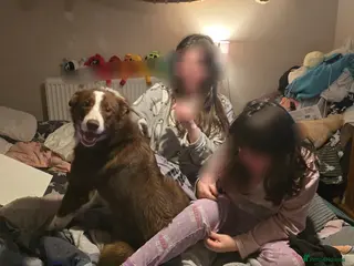 Border Collie dogs Fenn - Male border Collie - Advert 5