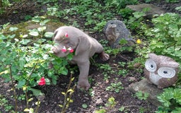 Labrador Retriever dogs for sale: SILVER LABRADOR PUPPIES KC (HIPS 0/0, ELBOWS 0/0) - Image 9