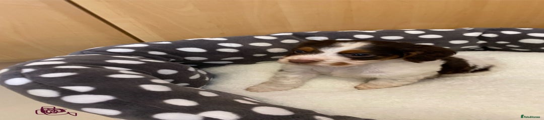 Cocker Spaniel Puppy 5