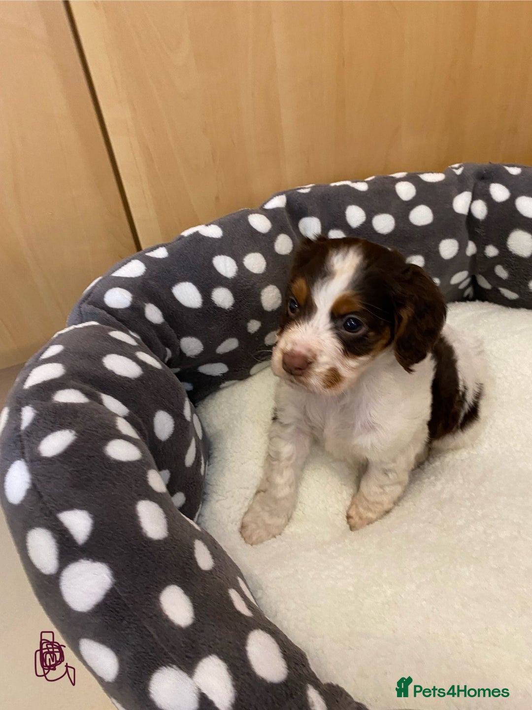 Cocker Spaniel dogs for sale: Working Cocker spaniel puppies  - Image 9