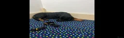 Rottweiler dogs for sale: KC-registered Rottweiler puppies - Advert 10