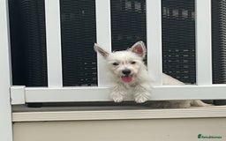 West Highland Terrier dogs for sale: Bertie - Image 4