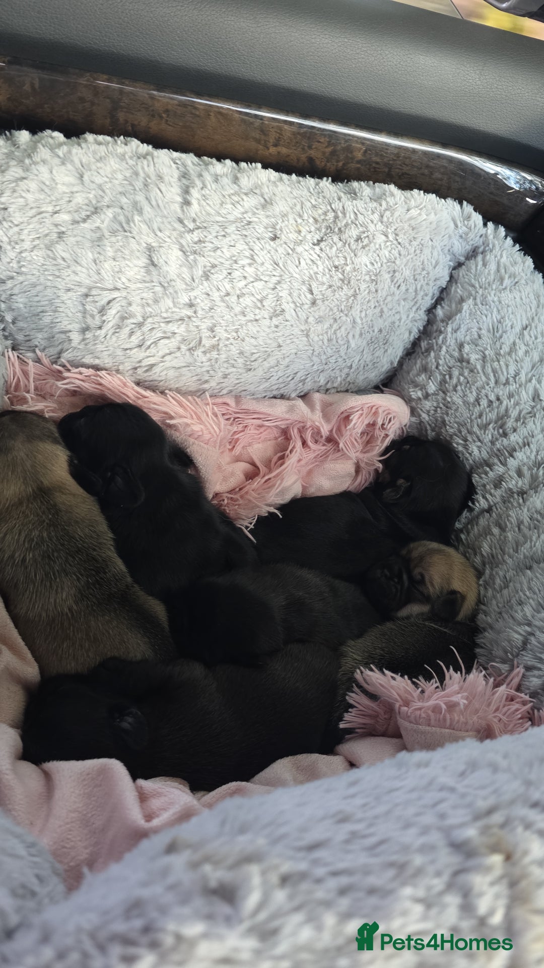 Mixed Breed dogs for sale: Mixed breed puppies for sale - Image 10