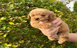 Miniature Poodle dogs for sale: Miniature poodles - Image 19