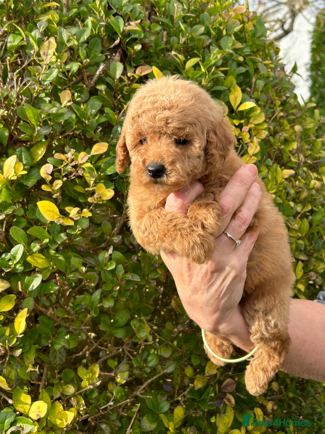 Miniature Poodle dogs for sale: Miniature poodles - Image 19