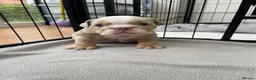 English Bulldog dogs for sale: KC Registered English Bulldogs in Liverpool - Advert 10