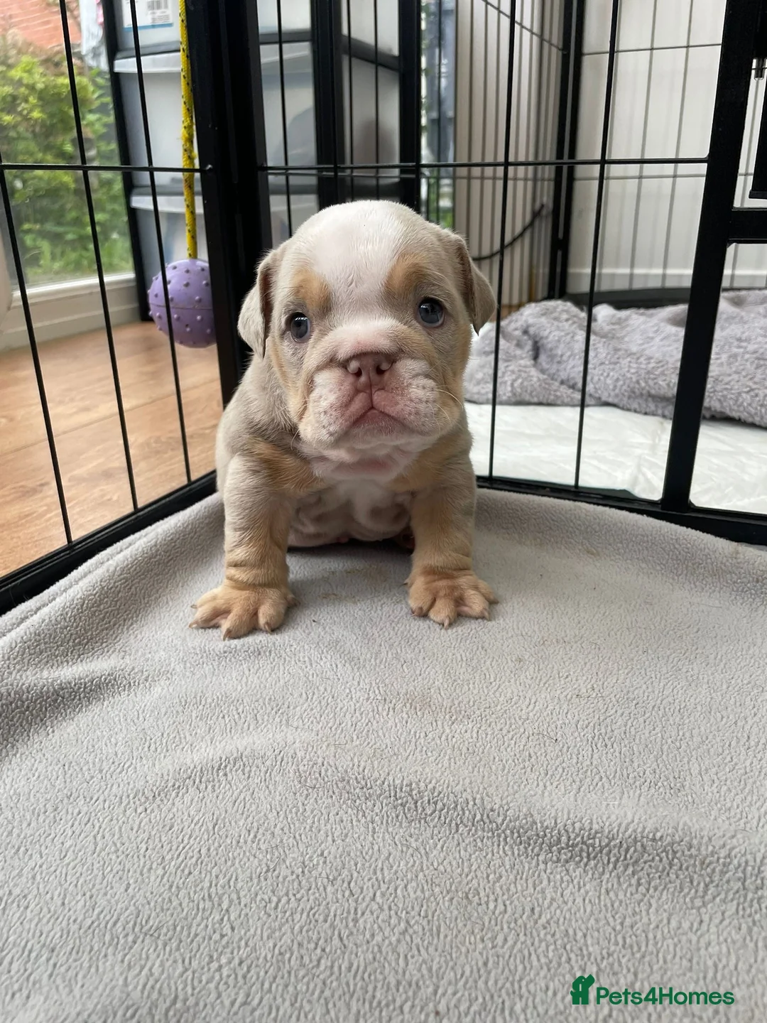 English Bulldog dogs for sale: KC Registered English Bulldogs in Liverpool - Advert 10