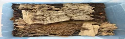 Isopods invertebrates for sale: Lots of Mixed isopods  - Advert 9