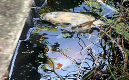 Koi Carp fish for sale: 3 Koi fish for sale - Image 9