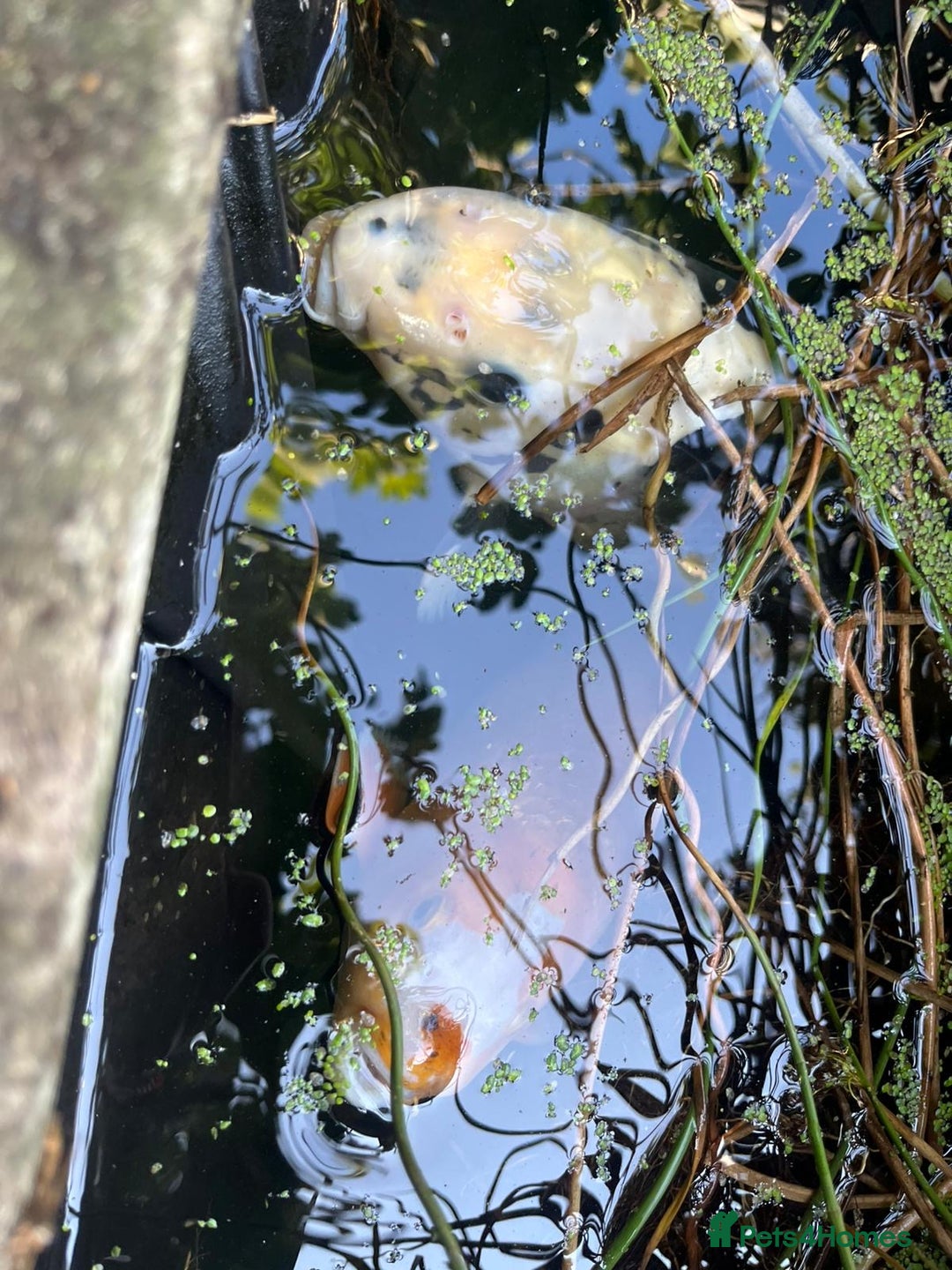 Koi Carp fish for sale: 3 Koi fish for sale - Image 9