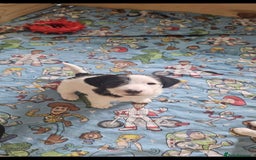 Jackapoo dogs for sale: BEAUTIFUL LAST JACKAPOO FEMALE in Epping - Image 8