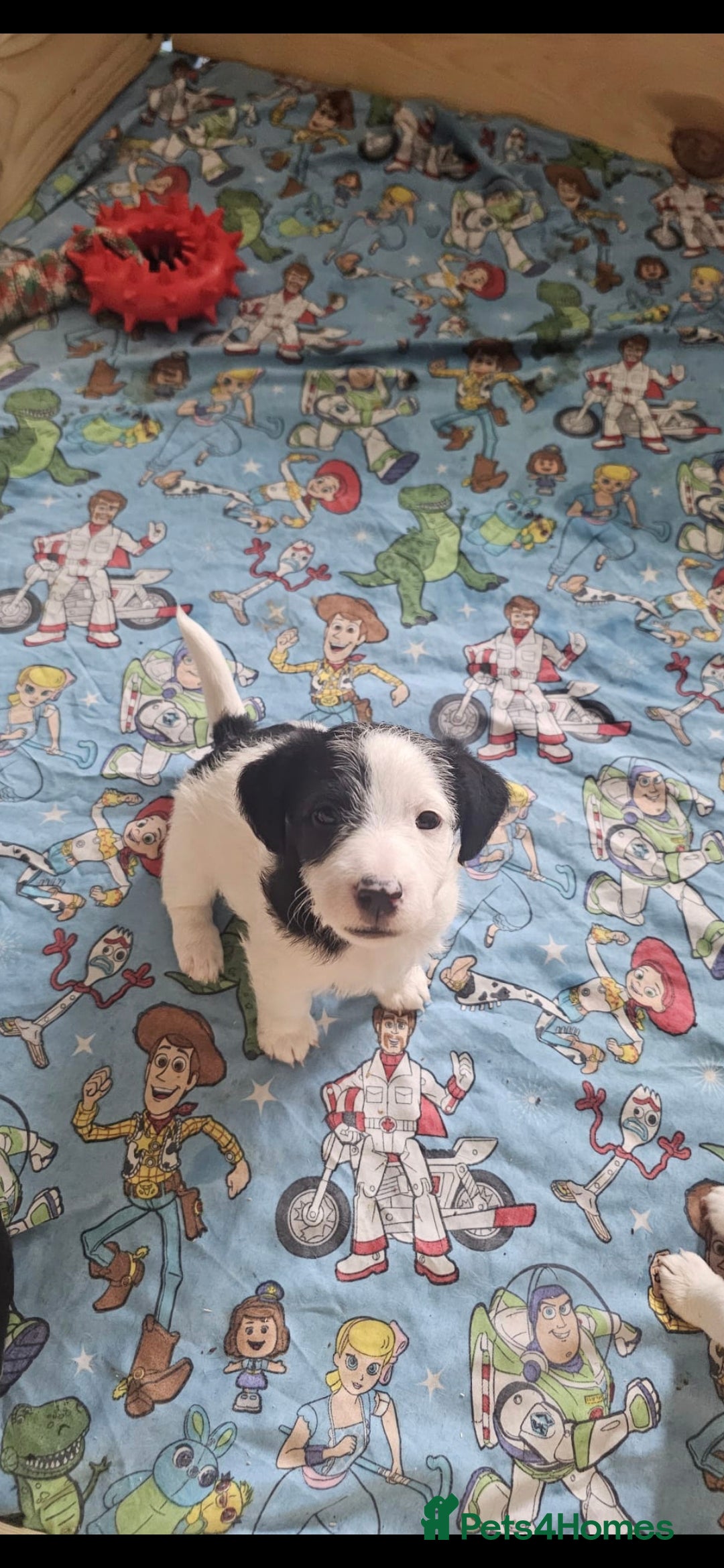 Jackapoo dogs for sale: BEAUTIFUL LAST JACKAPOO FEMALE in Epping - Image 8