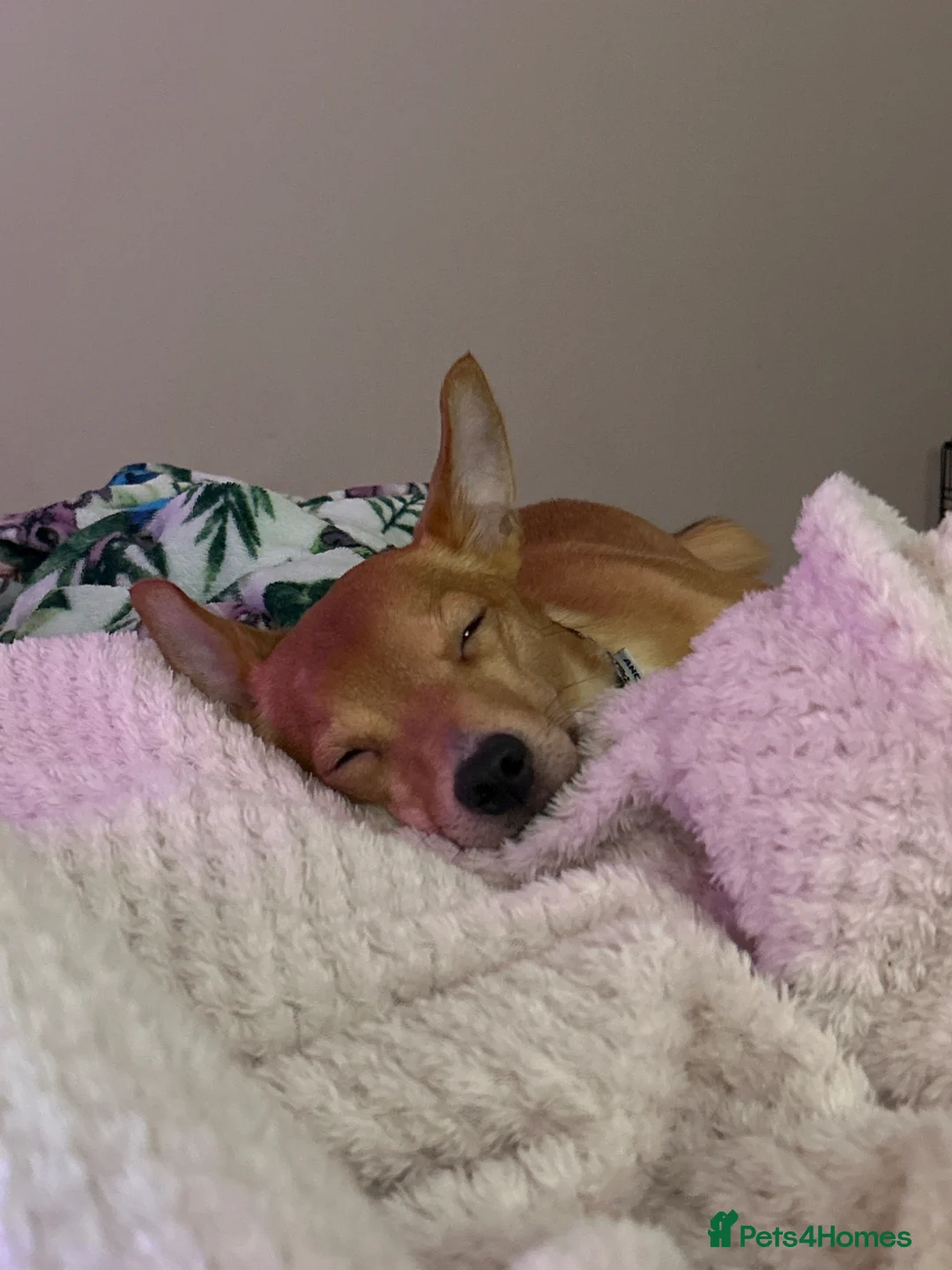 Mixed Breed dogs for sale: Koda, Chihuahua x pom x jack russell  - Advert 2