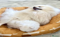 Pomeranian dogs for sale: Quality, optic white pomeranians 💕 - Image 39