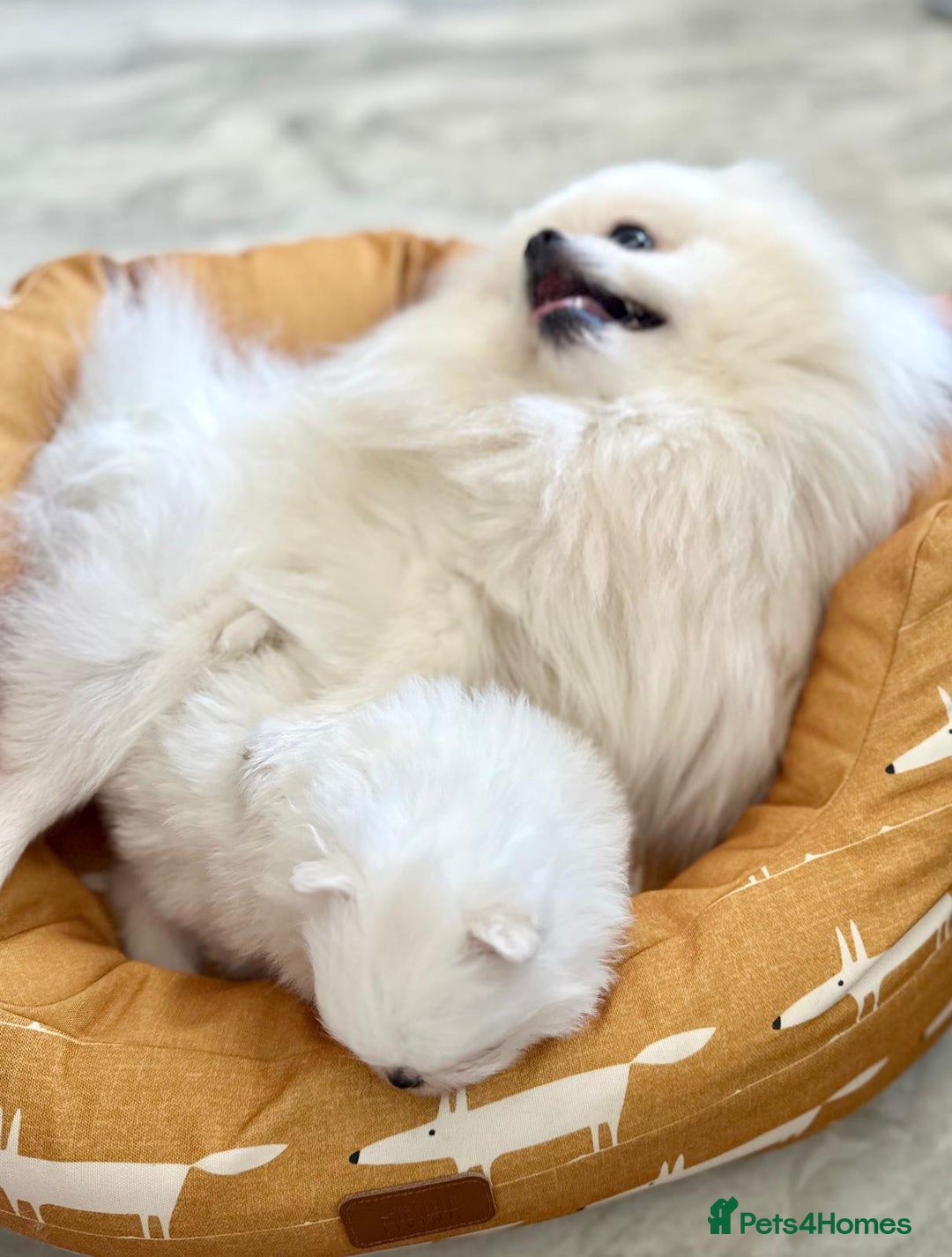 Pomeranian dogs for sale: Quality, optic white pomeranians 💕 - Image 39
