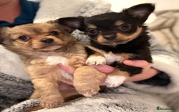 Chihuahua dogs for sale: Gorgeous tiny long coated chihuahua puppies  - Image 1