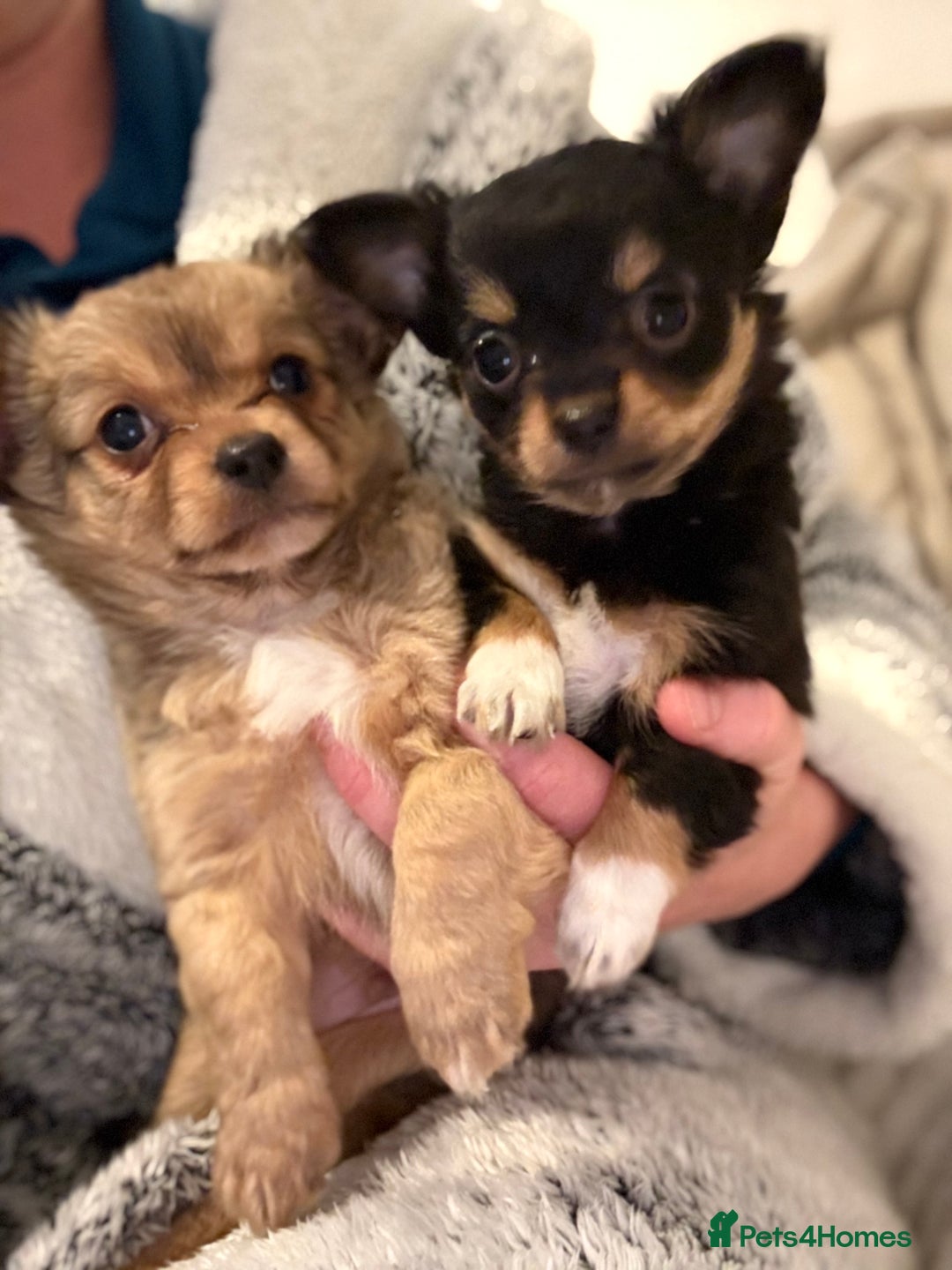 Chihuahua dogs for sale: Gorgeous tiny long coated chihuahua puppies  - Image 1