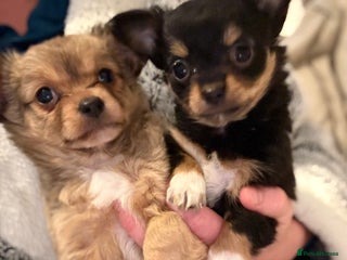 Chihuahua dogs for sale - Advert 1