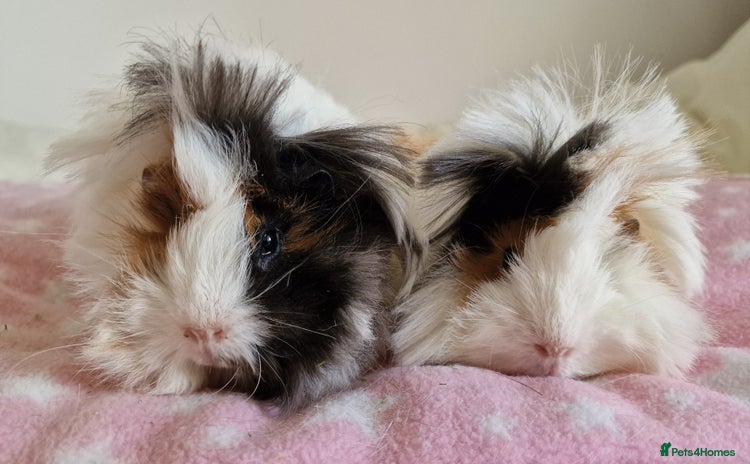 Guinea Pig rodents - Advert 2
