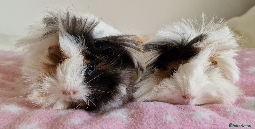 Guinea Pig rodents for sale: Pure Peruvian Sisters - Image 1