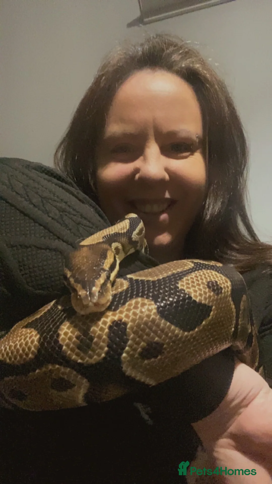 Boa Snake reptiles for sale: Ball python - Advert 2