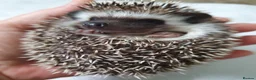 Pygmy Hedgehog rodents for sale: Full pedigree African pygmy hedgehog babies  - Advert 16