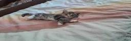 Mixed Breed cats for sale: 4 beautiful and gorgeous kittens😻😸😺😽 in London - Advert 8
