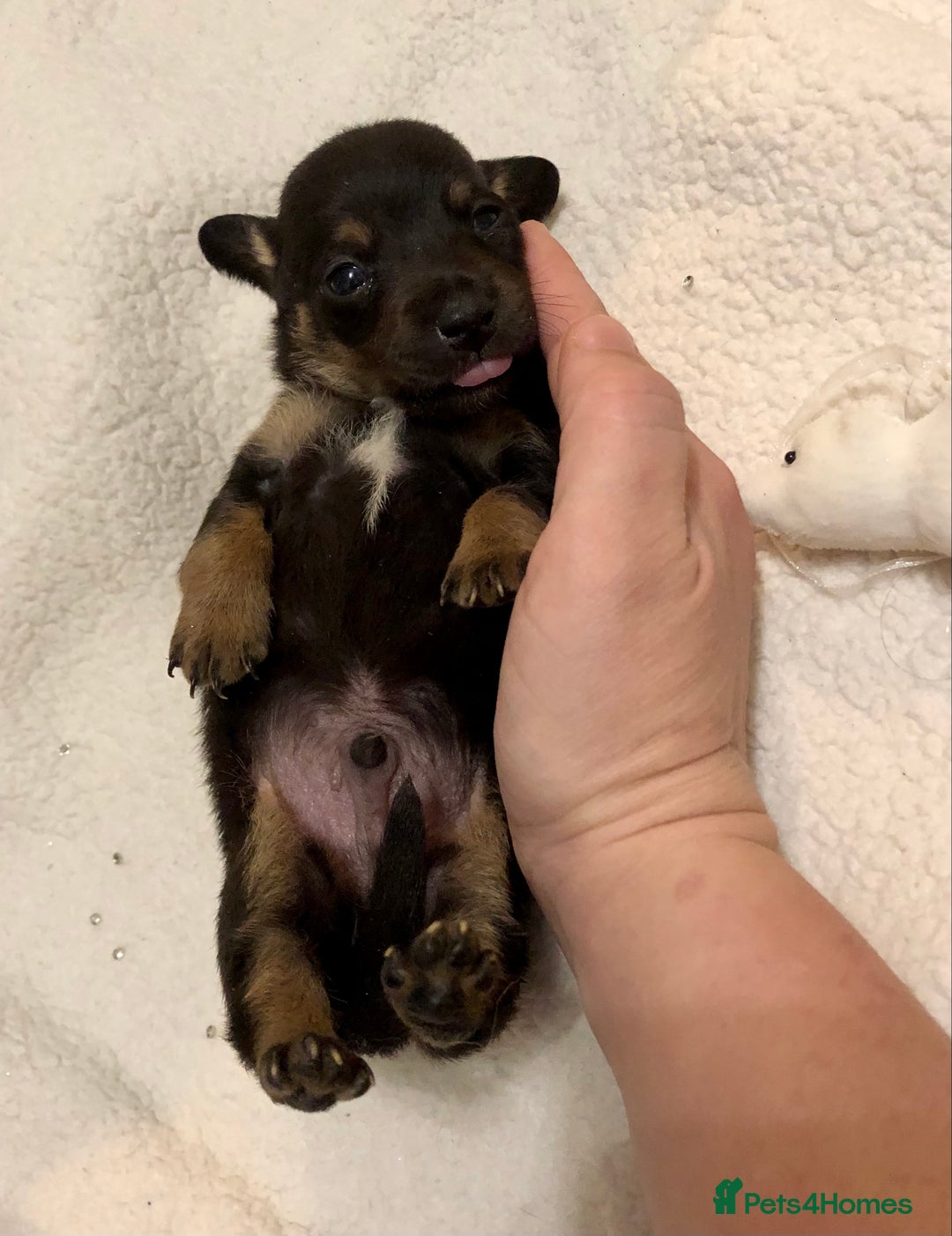 Mixed Breed dogs for sale: Mini Jackshund babies❣️Miniature dachshund x jack  - Advert 10
