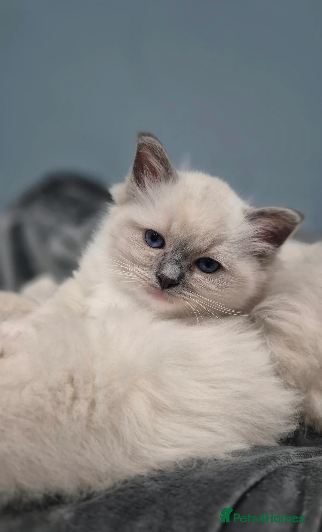 Ragdoll cats for sale: GCCF Pedigree Radolls - Advert 1