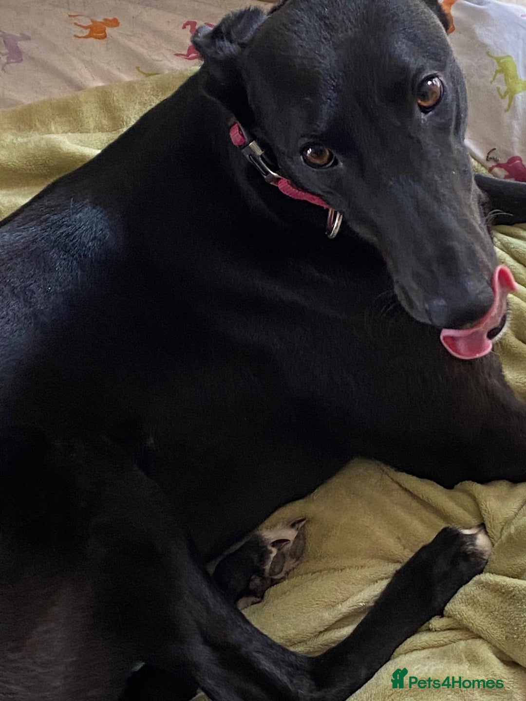 Greyhound dogs for sale: Missy beautiful young house trained greyhound girl - Image 1