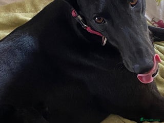 Greyhound dogs - Advert 5