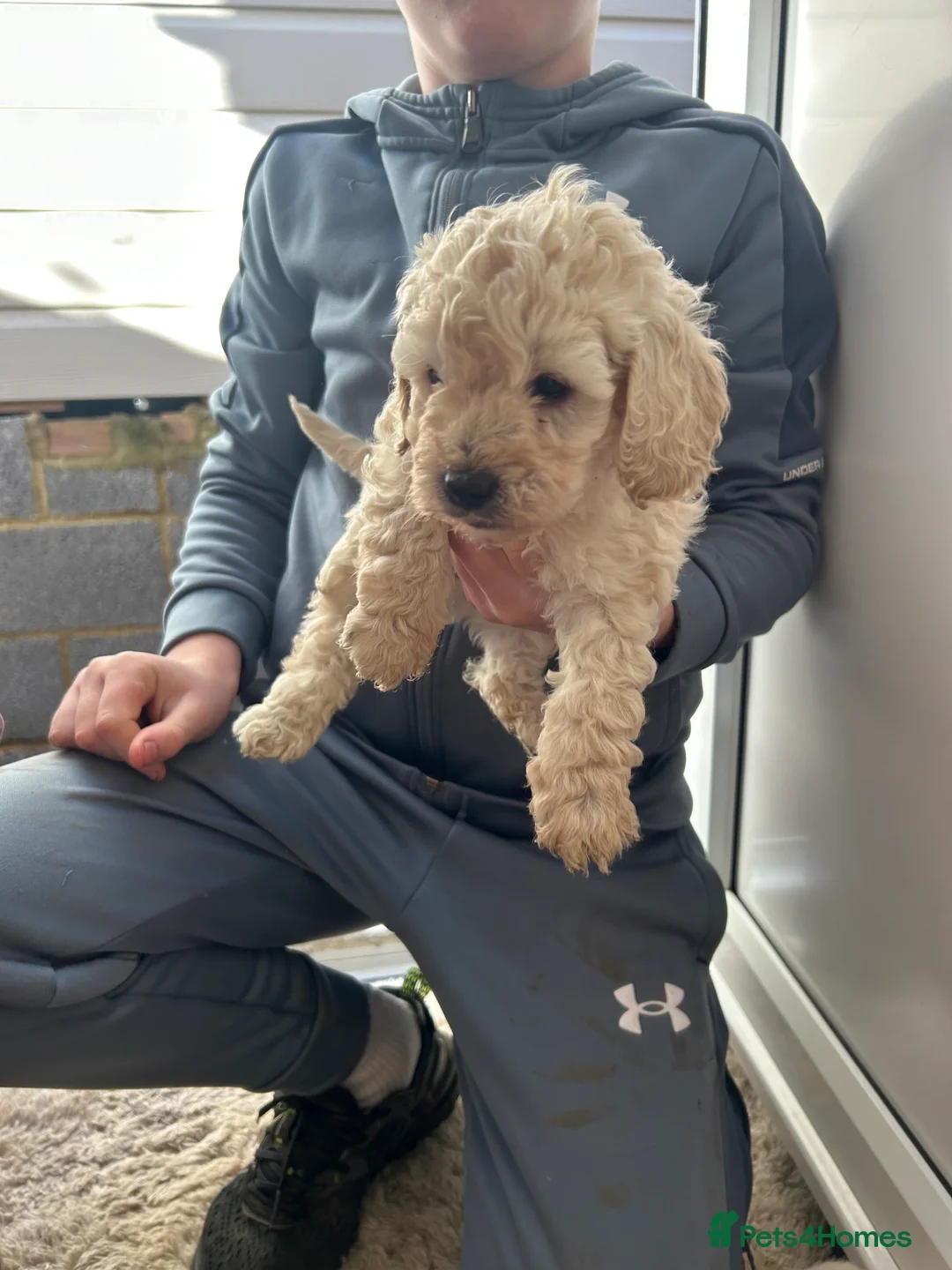 Cockapoo dogs for sale: F1b cockapoo  - Advert 5