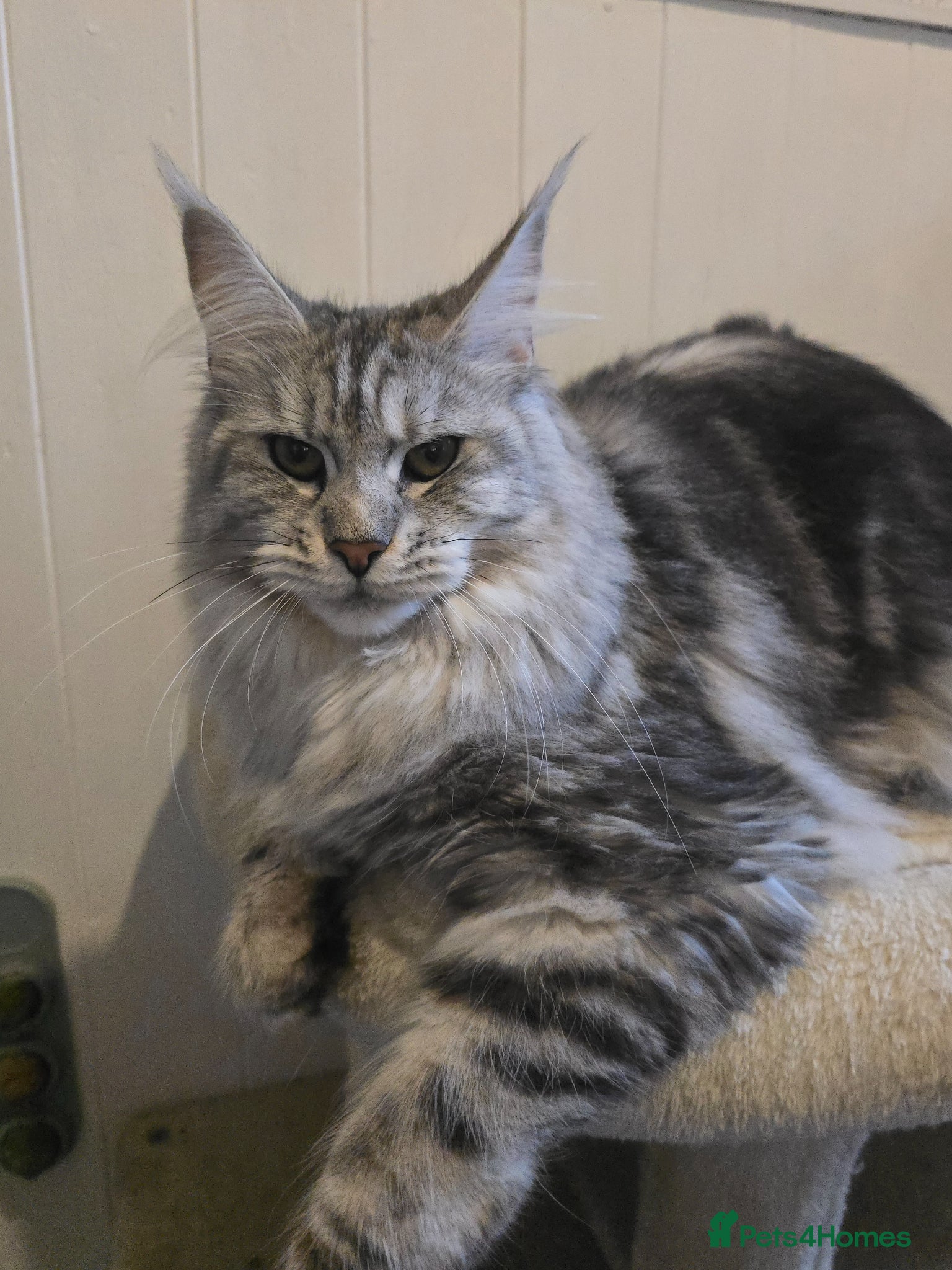 Maine Coon cats Stunning Maine Coon Kittens - Advert 2