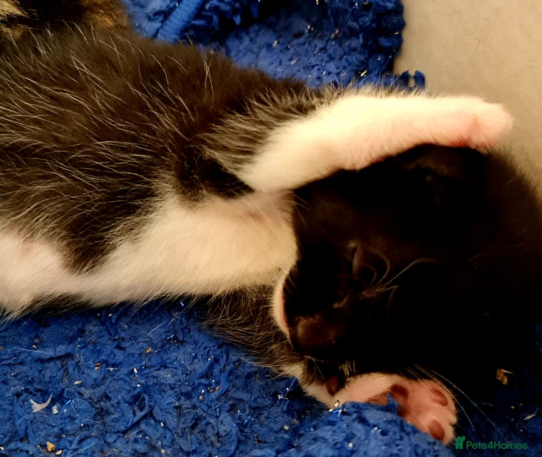 Mixed Breed cats for sale: Sweet Black & White & Tabby Kittens - Image 15